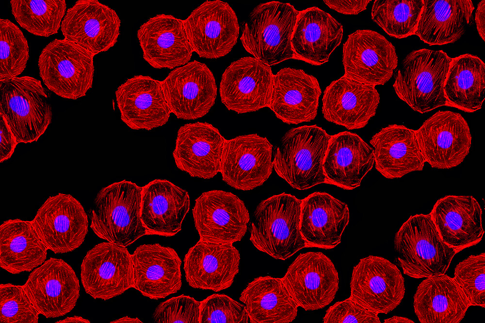 Close up rendering of cells